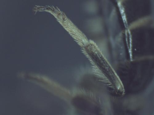 Lasioglossum sp.